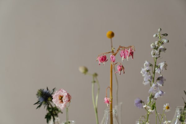 Wildflower Meadow